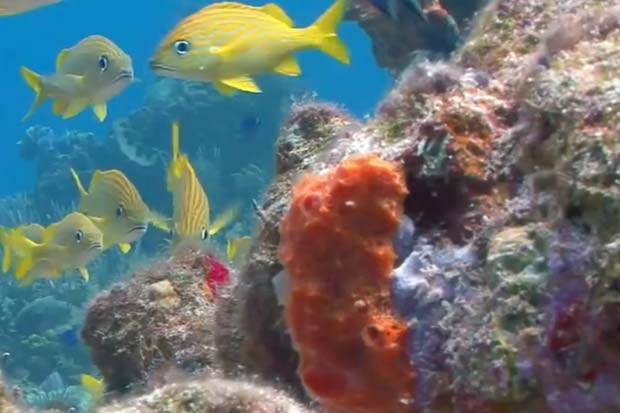 Ls 161228 coral reefs